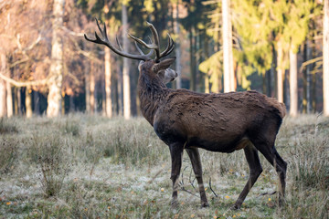 Naklejka na ściany i meble Deer with impressive antlers when eating