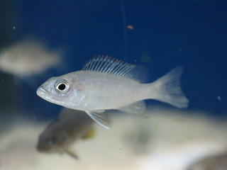 colourful fish in an aquarium