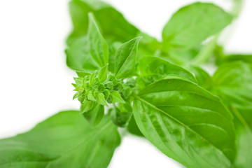 Basil leaves isolated on a white background.