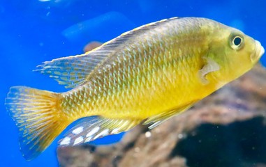 colourful fish in an aquarium