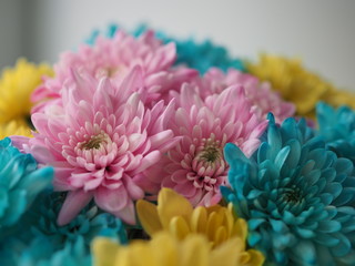 Multi-colored chrysanthemums. Motley rainbow bouquet. Blue, yellow, white, pink flowers. Flower background