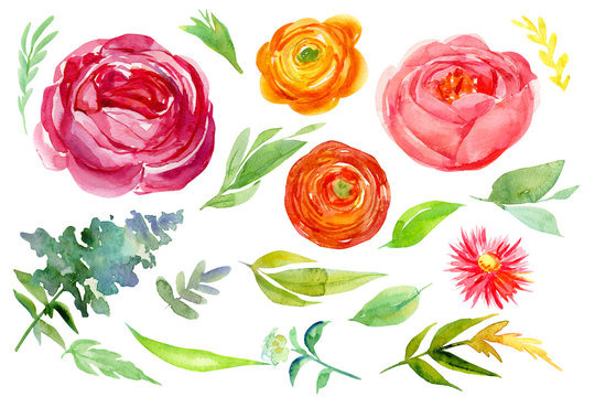 set of abstract flowers on isolated white background, twigs, leaves, watercolor illustration, hand drawing, roses, raununculus, peony, greens