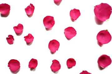 A group of sweet pink rose corollas on white isolated background with copy space 