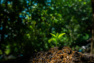 Plant,Seedlings grow in soil with sun light. Planting trees to reduce global warming.