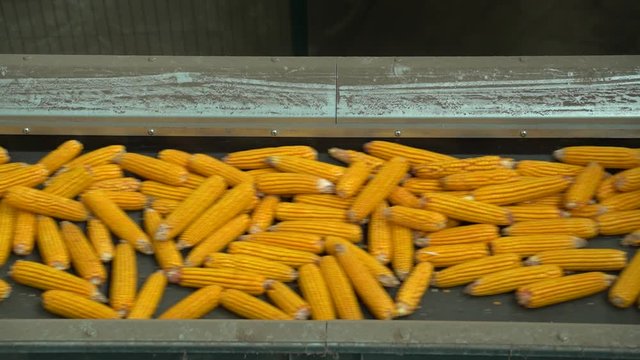 Golden corn is moving to conveyor HD