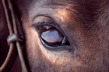 brown horse eye close-up with big eyelashes and sad smart look