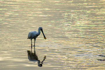 Ave pescadora na margem do rio Lisboa Portugal