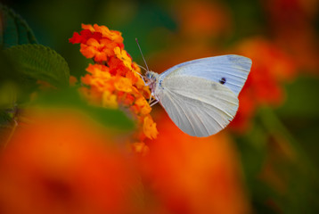 Flores da natureza em jardins