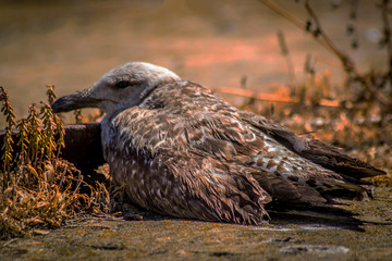 Ave pescadora na margem do rio Lisboa Portugal