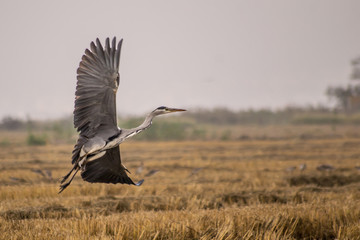 Ave pescadora na margem do rio Lisboa Portugal