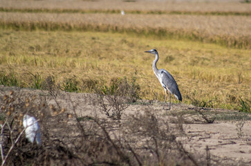 Ave pescadora na margem do rio Lisboa Portugal