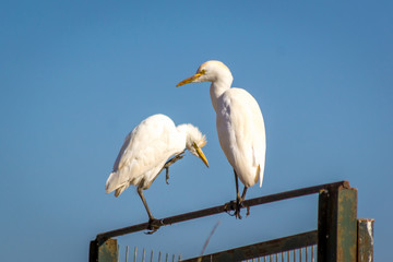 Ave pescadora na margem do rio Lisboa Portugal