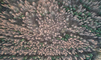 Pattern of dry forest