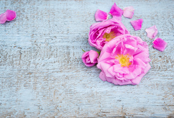 Pink Roses and Petals on an shabby wooden table. Vintage Floral background. Copy space