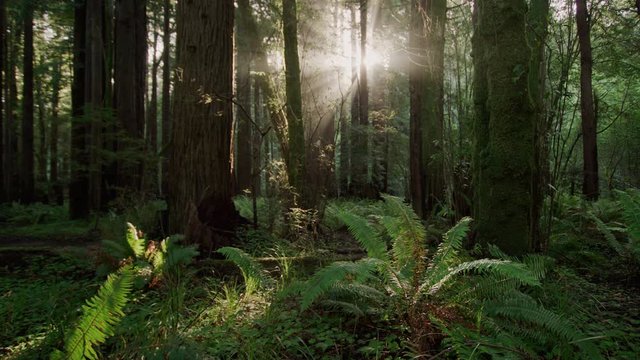 Static handheld shot of sunburst in Redwood forest