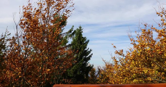 View of treetops moving in strong wind from the side to side and the wooden construction of a viewpoint hitting tree trunks during a sunny autumn day captured in Beskids area 4k 60fps.