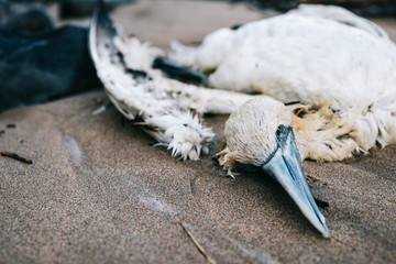 Obraz premium Corpse of a dead cormorant found on shore while cleaning up a beach.