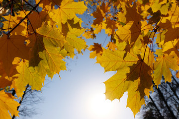 Beautiful maple autumn leaves