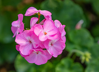 Zonal geranium with blurred background
