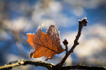 frozen leaf covered with ice crystals on winter sunny day - 305666828
