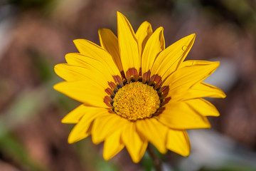 Gazania flower with blurred background