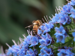 macro photo of insects closeup