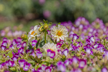 Obraz premium A beautiful wishbone flower for background