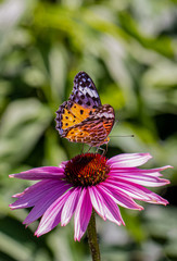 Fototapeta na wymiar Butterflies on flowers and sunlight