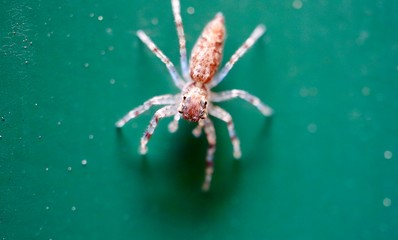 macro photo of insects closeup