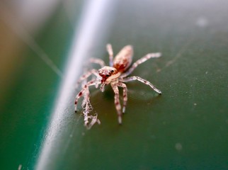 macro photo of insects closeup