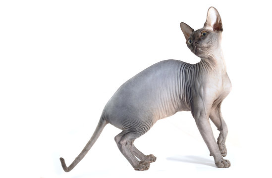 Sphynx cat isolated on white