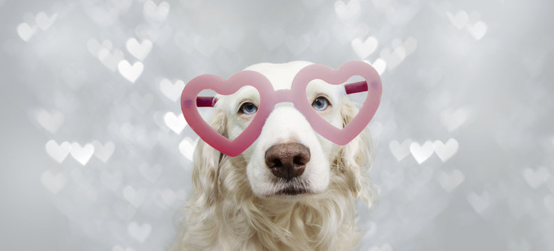 banner lovely dog in red heart shaped glasses celebrating valentine's day. Isolated on gray background.