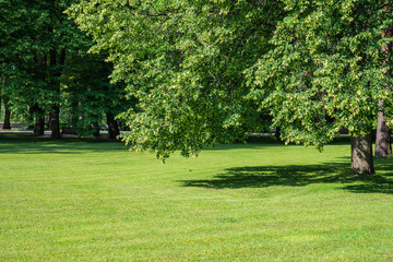 Summer sunny day. Linden tree in park