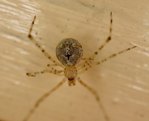 macro photo of insects closeup