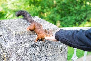 Squirrel eating sunflower seeds from boy hand in park