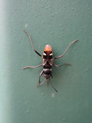 macro photo of insects closeup