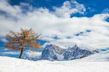 Beautiful Winter at Alpe di Siusi, Seiser Alm - Italy - Holiday background for Christmas.