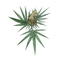 Beautiful vector watercolor medical marijuana illustration. Natural therapeutic drug.