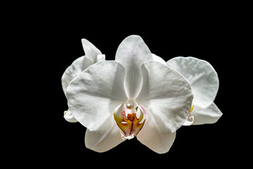 White orchid phalaenopsis (Moth Orchid or Phal) flower isolated on black background. Closeup