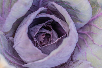 Organic red cabbage in the sunlight