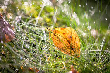 brown autumn leaf lying in wet grass - 305669891