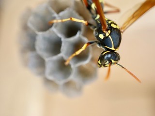 macro photo of insects closeup