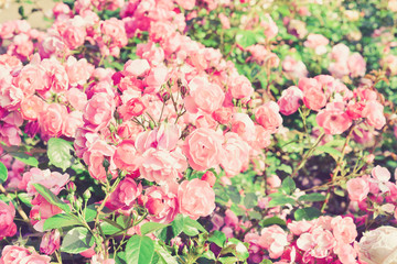 Pink Roses. Vintage floral background. Toned image in retro style
