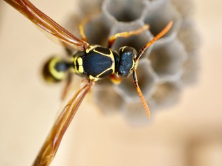 macro photo of insects closeup