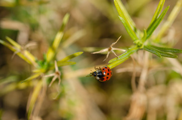 Ladybug is on the flower
