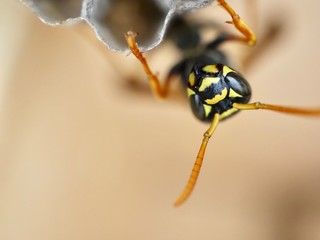 macro photo of insects closeup