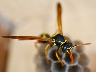 macro photo of insects closeup