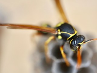 macro photo of insects closeup