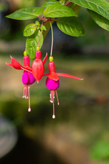 A beautiful fuchsia flower with light