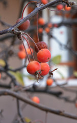 red berries of a tree in the garden